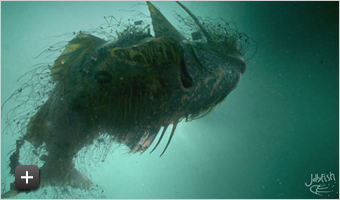 Jonah Jonah