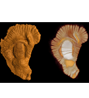 Fossil
