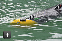 NATO SONAR